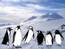 Horde of rampaging penguins