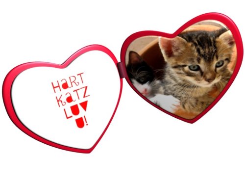 heart-cats-love-you.jpg